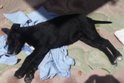 Avvelenato cucciolo in Via Campania