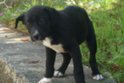 Avvelenato cucciolo in Via Campania