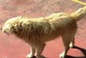 Avvelenato un randagio nel quartiere San Rocco