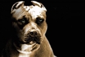 Segnalazione di pericolo per un pitbull randagio