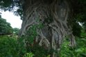 Il tronco di un gigantesco baobab