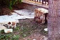 Abbandono di animali: 5 cuccioli lasciati nella villetta Belvedere