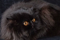 Cercasi gatto persiano nero