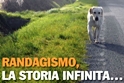 Cani senza padrone