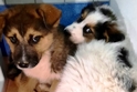 Due cuccioli in cerca di adozione