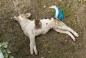 Cucciolo di cane morto per avvelenamento