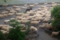 Pecore e asino