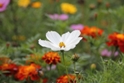 Fiore di campo