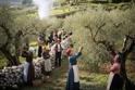 Raccolta delle olive