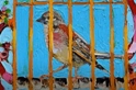Musica. "Song of the caged bird": il nuovo brano di Antonio Cipolla