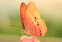 La farfalla