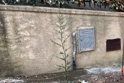 Pianticella al bordo dello scavo