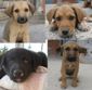 4 fantastici cuccioli in regalo
