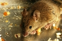 Esche per topi causano avvelenamento di cani e gatti; nota del veterinario Dott. Salvatore Fantauzzo.
