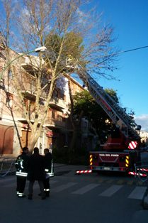 Il pino di Viale Matteotti, incrocio con Via Pirandello, durante l'intervento del vigili del fuoco.